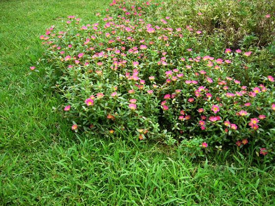 c0225153_159261.gif