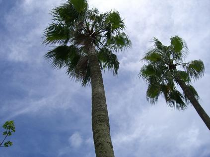 e0056258_1312538.jpg