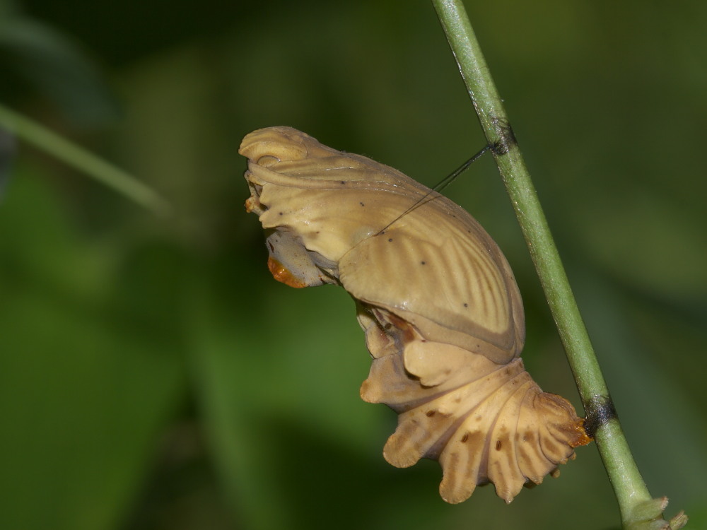 晩夏の里山探蝶記その４　ジャコウアゲハの幼虫・蛹は突起だらけ。　　2010.8.29狭山丘陵_a0146869_70557.jpg