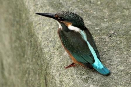 ★先週末の鳥類園(2010.8.28~29)_e0046474_13175426.jpg