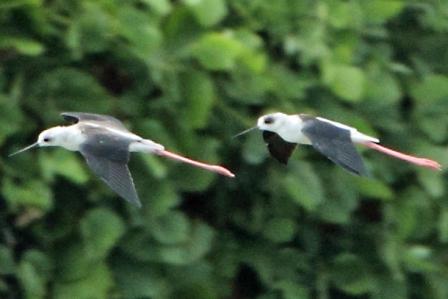 ★先週末の鳥類園(2010.8.28~29)_e0046474_13194352.jpg