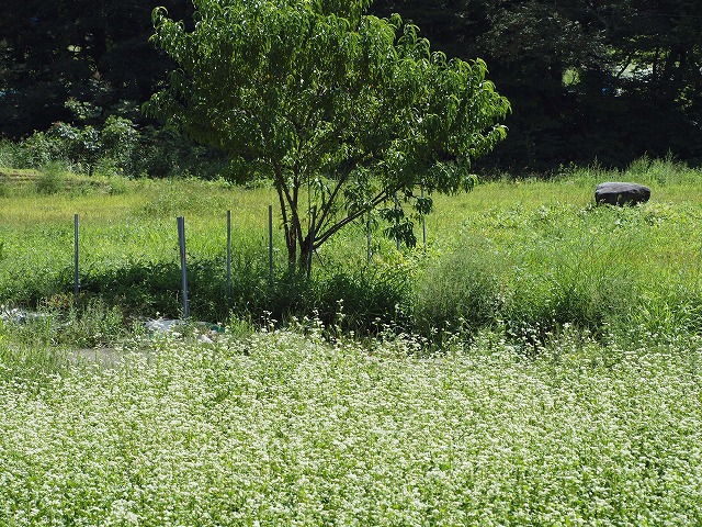 『蕎麦の花　と　分水嶺』_d0054276_19534650.jpg