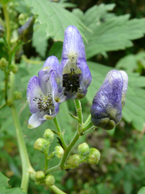 奥多摩・御岳山の花_e0145782_1713047.jpg