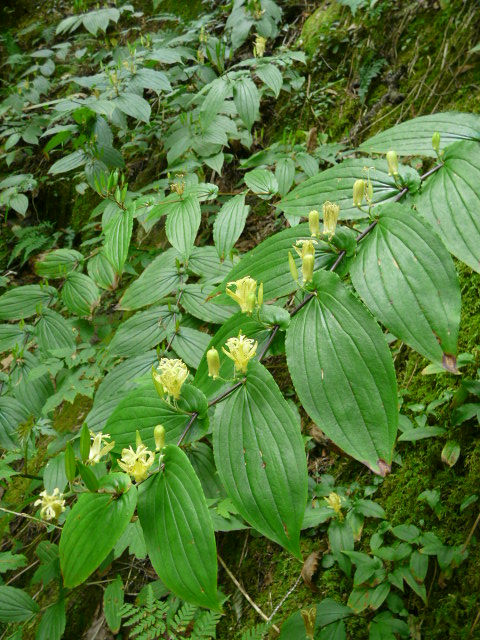 奥多摩・御岳山の花_e0145782_1722087.jpg