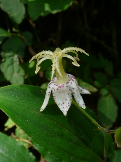 奥多摩・御岳山の花_e0145782_173482.jpg