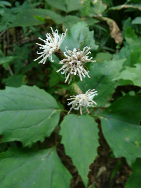 奥多摩・御岳山の花_e0145782_1752764.jpg