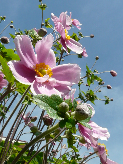 奥多摩・御岳山の花_e0145782_176534.jpg