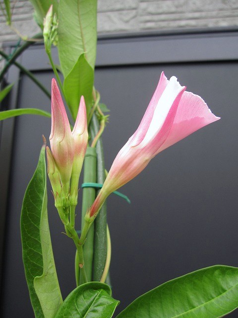 b0182884_2325489.jpg
