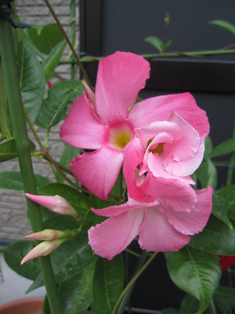 b0182884_2331381.jpg
