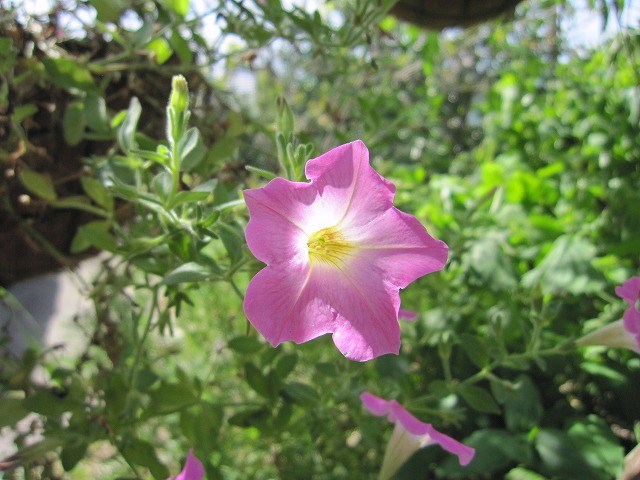 b0182884_2375277.jpg