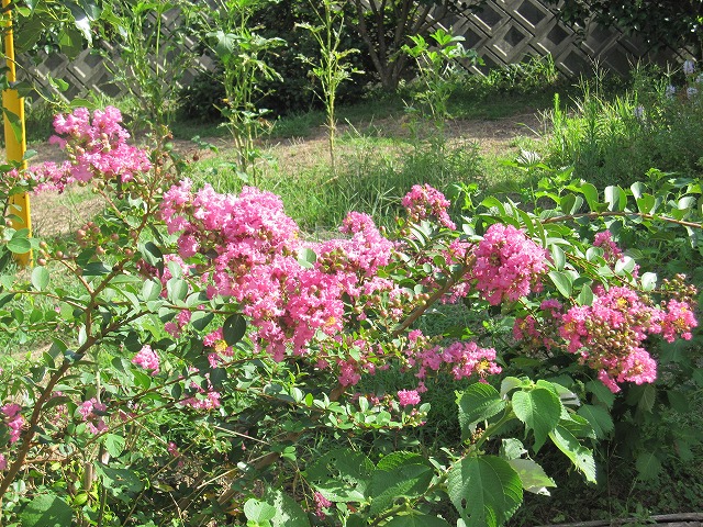 b0182884_2411050.jpg