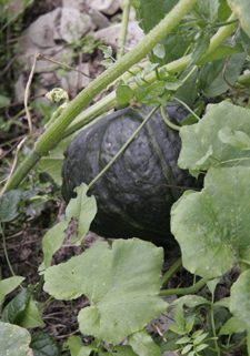 夏野菜がまだまだ採れています~9月の畑_f0106597_2316689.jpg