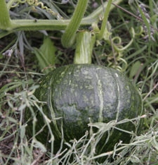 夏野菜がまだまだ採れています~9月の畑_f0106597_23172462.jpg