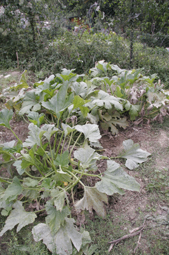 夏野菜がまだまだ採れています~9月の畑_f0106597_23182539.jpg