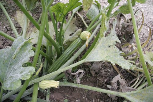夏野菜がまだまだ採れています~9月の畑_f0106597_2319921.jpg