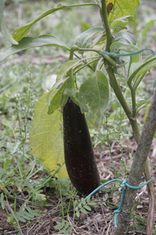 夏野菜がまだまだ採れています~9月の畑_f0106597_23232686.jpg