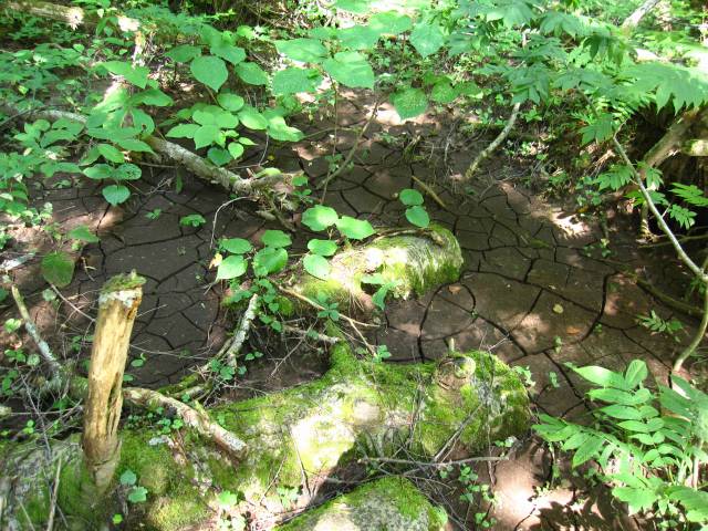 b0028598_20333630.jpg
