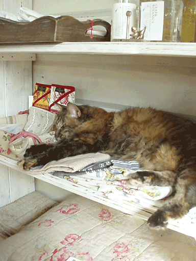 c0129702_8145632.gif