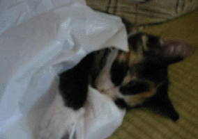 e0103408_21212279.gif