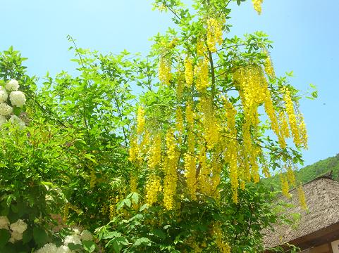 d0036611_108192.jpg