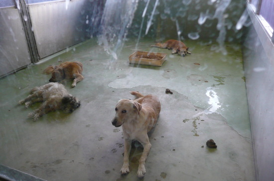 9月2日 愛護センター・レポート_f0121712_0132385.jpg