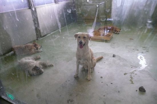 9月2日 愛護センター・レポート_f0121712_014488.jpg