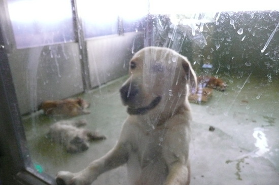 9月2日 愛護センター・レポート_f0121712_020799.jpg