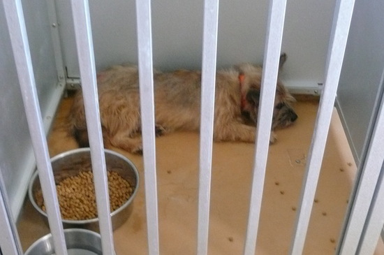 9月2日 愛護センター・レポート_f0121712_124425.jpg