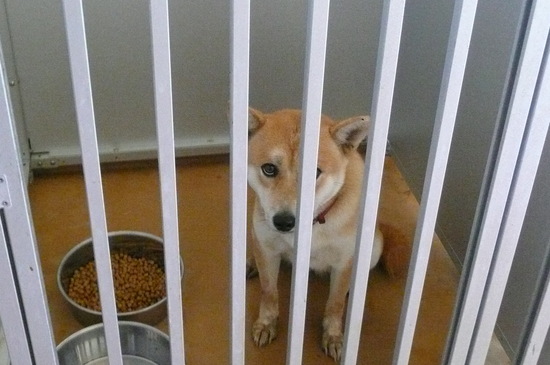 9月2日 愛護センター・レポート_f0121712_13118.jpg