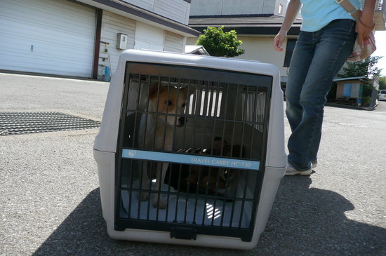 9月2日 愛護センター・レポート_f0121712_1323175.jpg