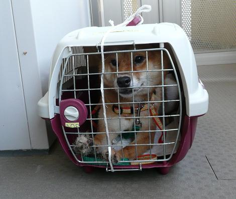 9月2日 愛護センター・レポート_f0121712_1362297.jpg