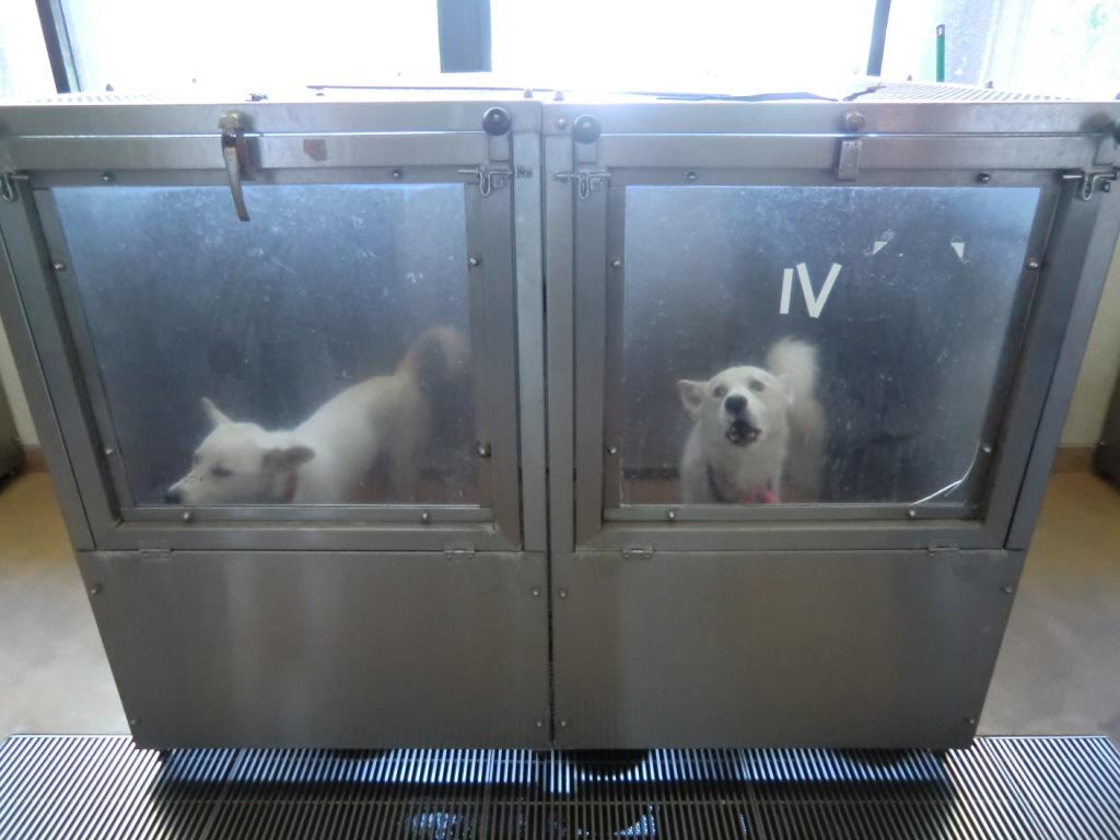 9月2日 愛護センター・レポート_f0121712_1434990.jpg