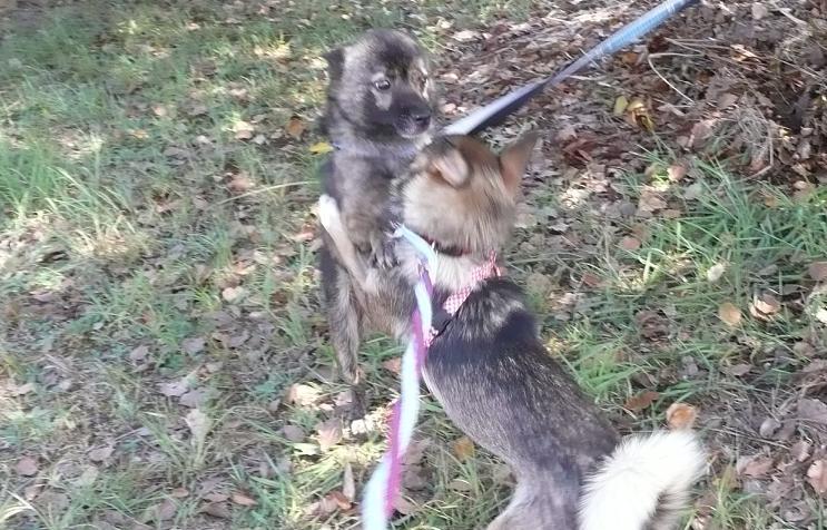 9月2日 愛護センター・レポート_f0121712_1454426.jpg