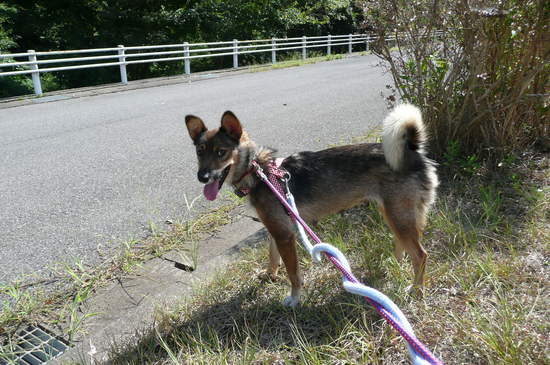 9月2日 愛護センター・レポート_f0121712_1464543.jpg