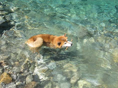 川遊び 犬と暮らせば ゴン リンパ腫の記録