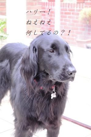 茹でキャベツと卵のカレーガーリックマヨサラダ☆_d0104926_1342271.jpg