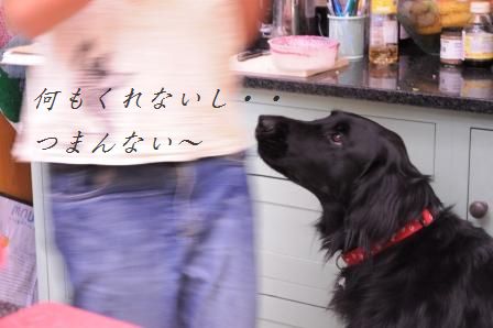 茹でキャベツと卵のカレーガーリックマヨサラダ☆_d0104926_1345670.jpg