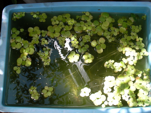 a0123627_12532757.jpg