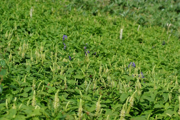 その他伊吹山の花_c0192827_12481144.jpg