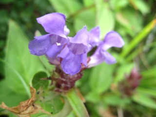 c0090236_17541353.jpg