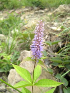 c0090236_17542264.jpg