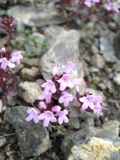 c0090236_1756442.jpg