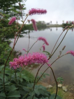 c0090236_17565572.jpg