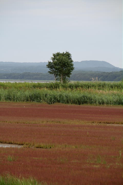 \'10 北海道ツーリング その5　(8月21日　3日目 その1)_b0168647_123062.jpg