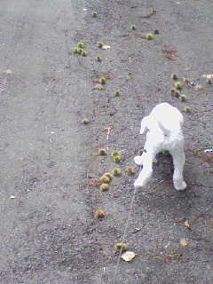f0009647_15174639.jpg