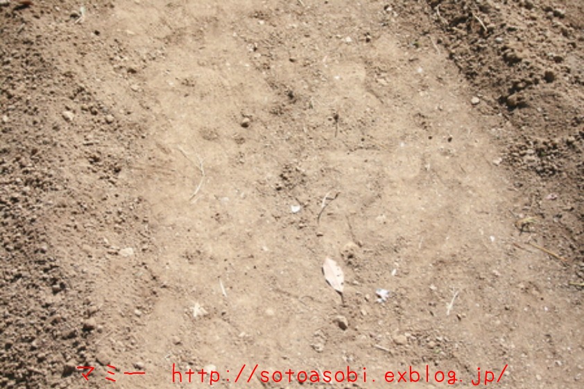 d0105749_1735937.jpg