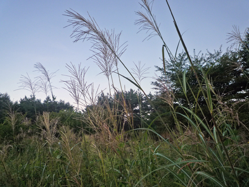 b0045357_10543764.jpg
