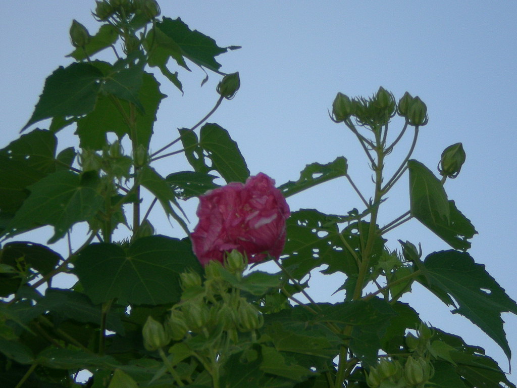 2010年9月4日(土)えっ?これが心ちゃん?_f0060461_17261058.jpg