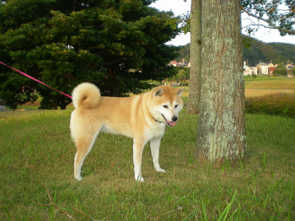 2010年9月4日(土)えっ?これが心ちゃん?_f0060461_9353472.jpg