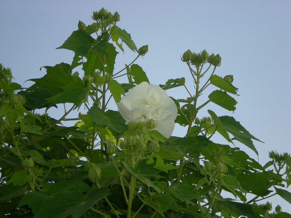 2010年9月4日(土)えっ?これが心ちゃん?_f0060461_9392620.jpg